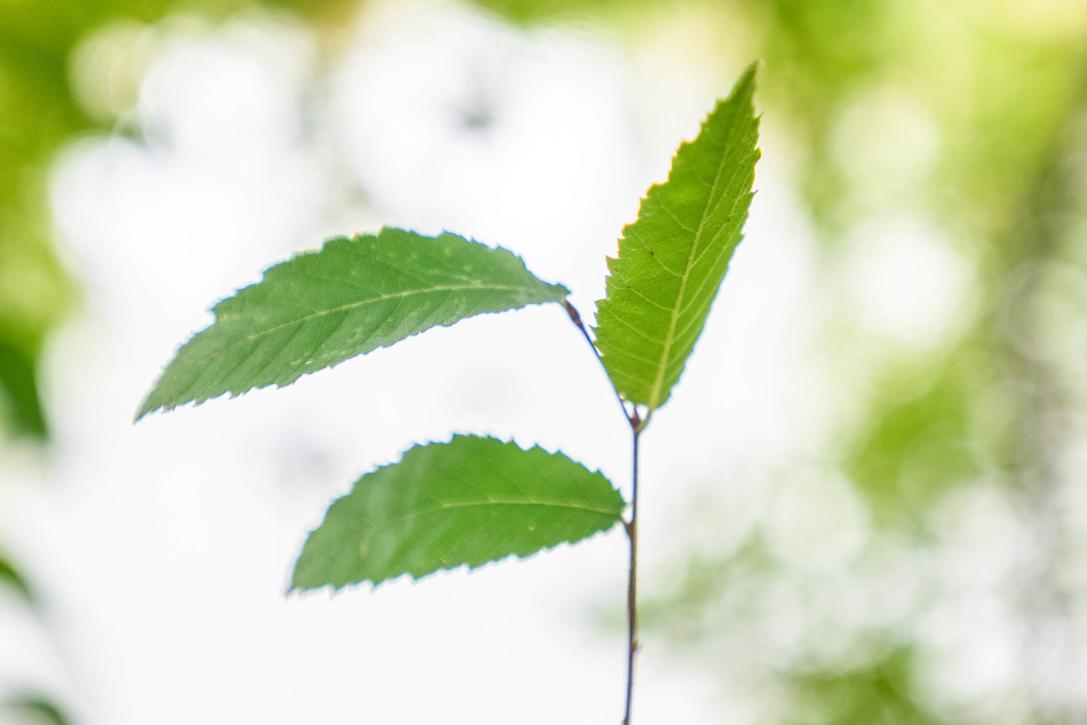 Tree leaves
