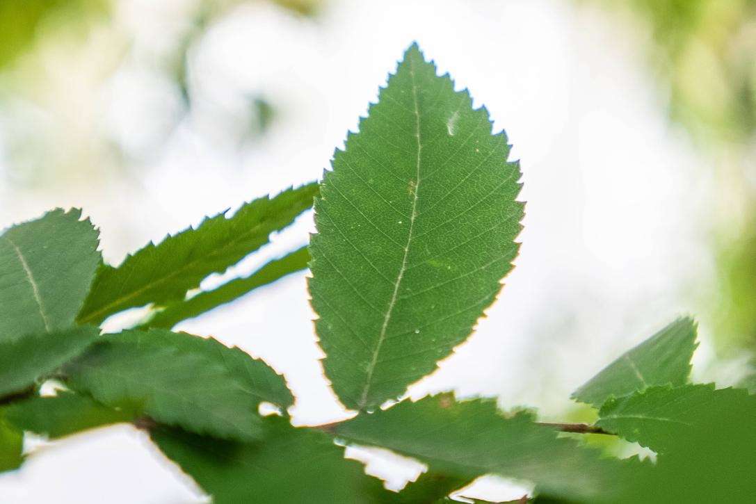 Tree leaves