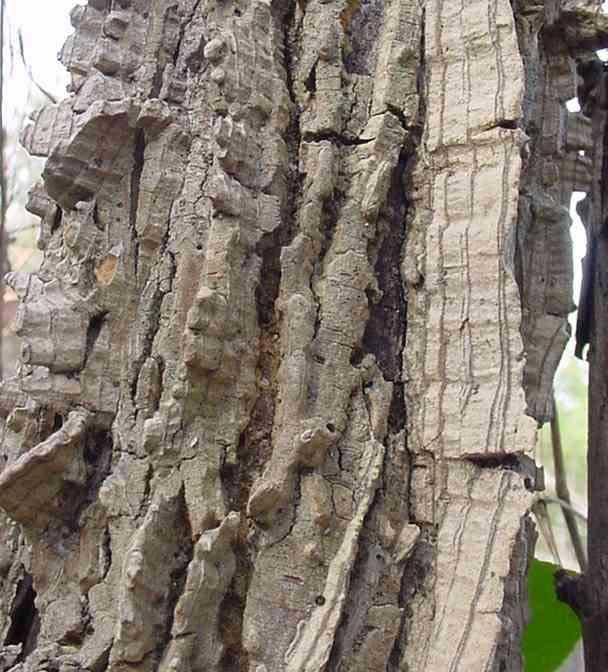 Tree bark