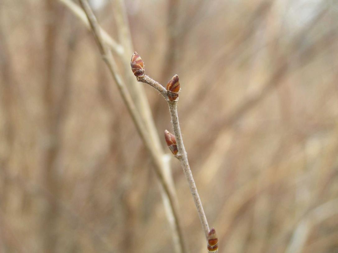 Tree bud