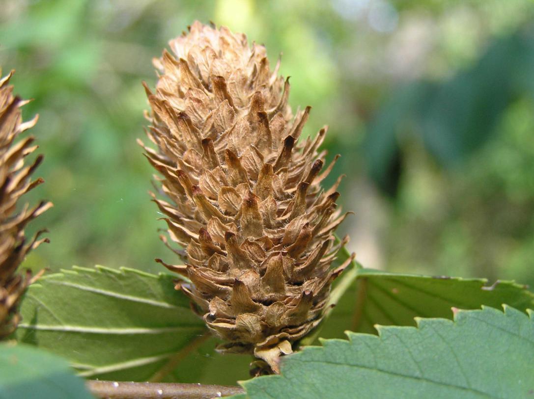 Tree fruit