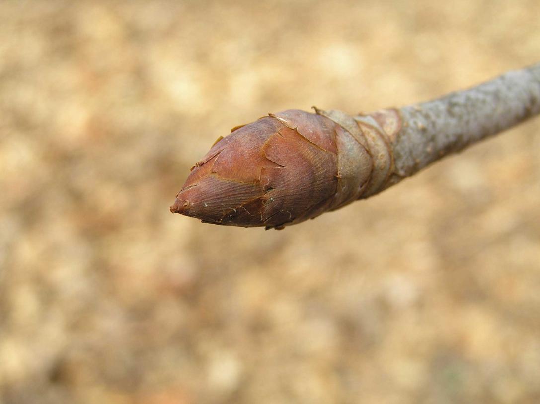 Tree bud