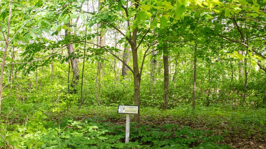 Tree habit