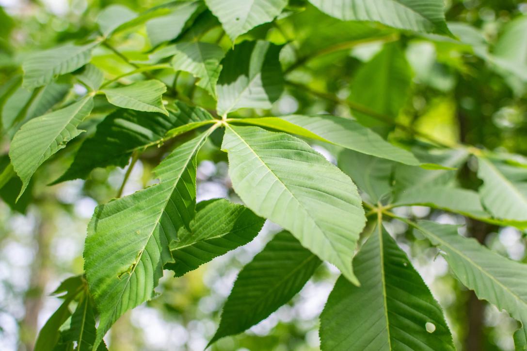 Tree leaves