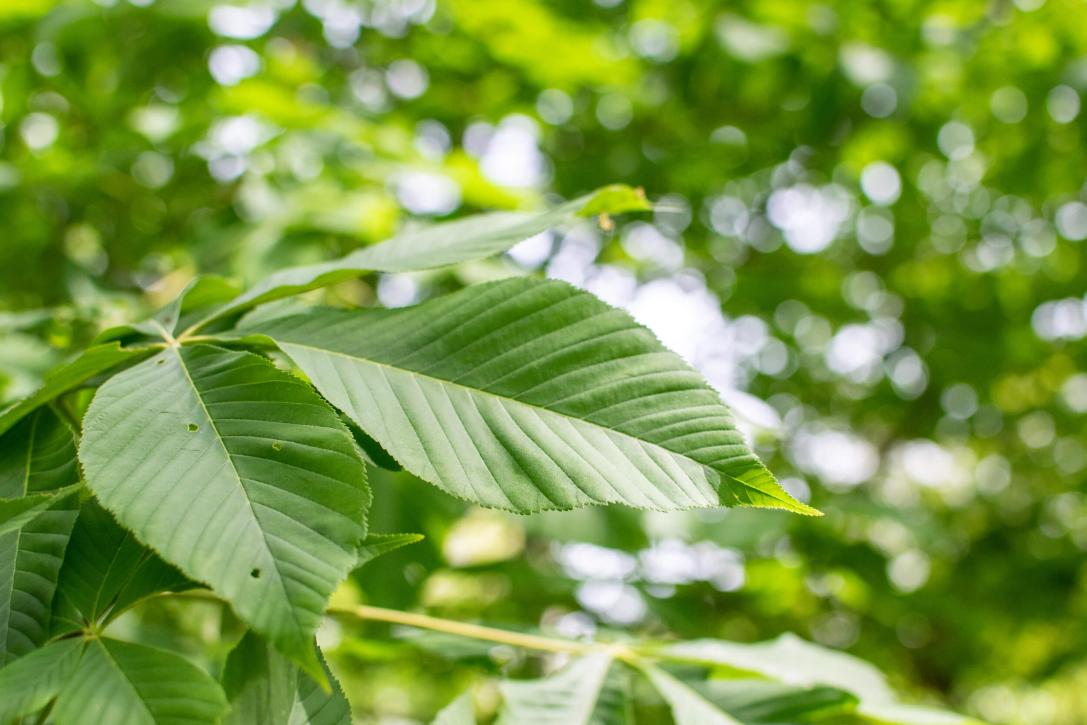 Tree leaves