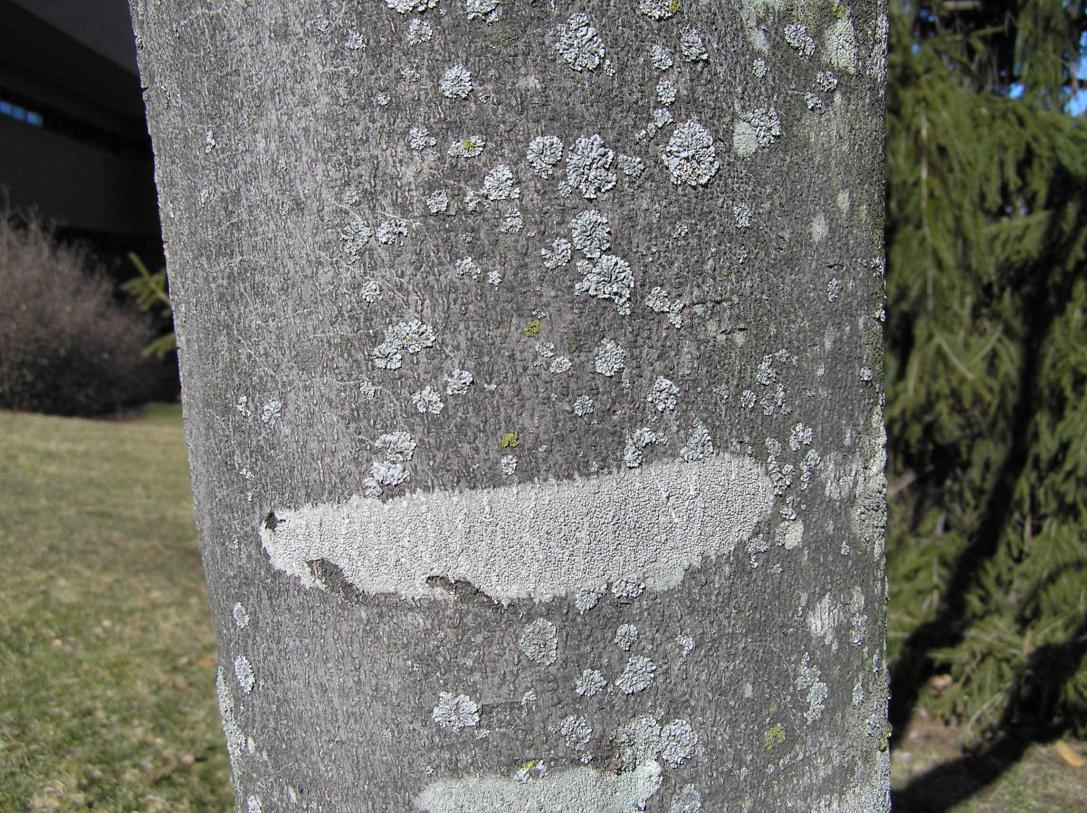 Tree bark