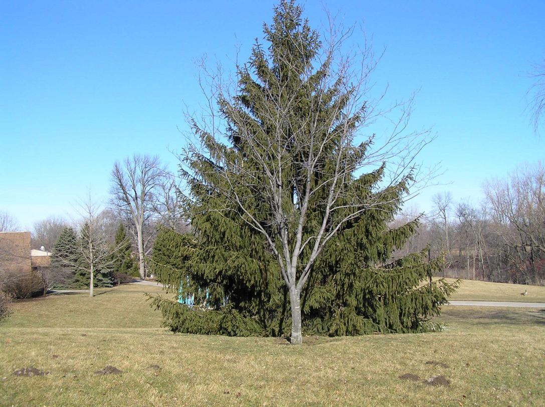 Tree habit
