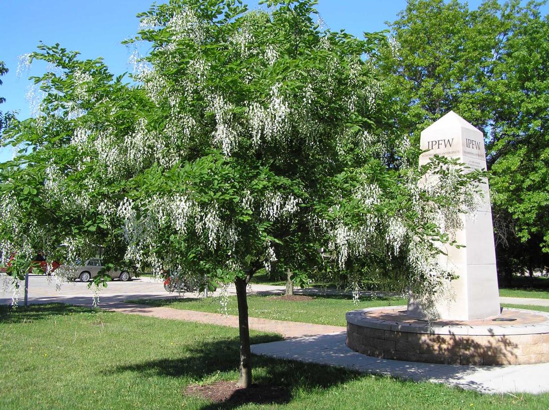 Tree habit