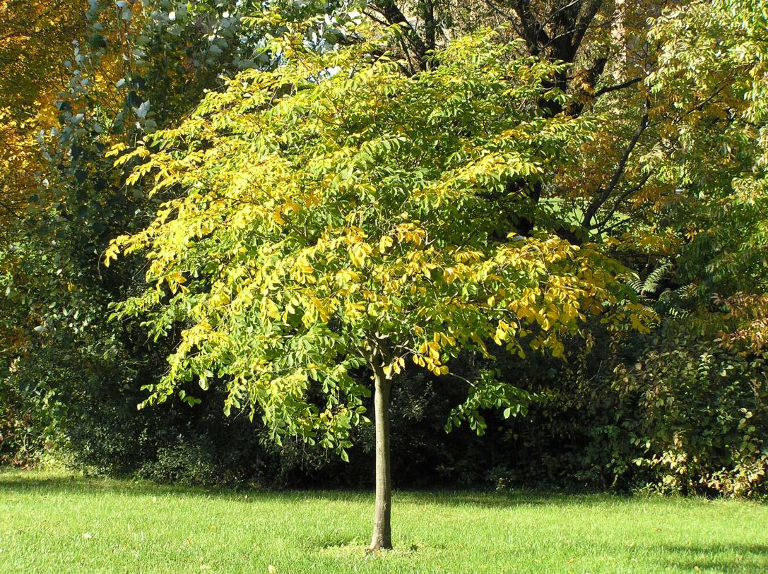 Tree habit
