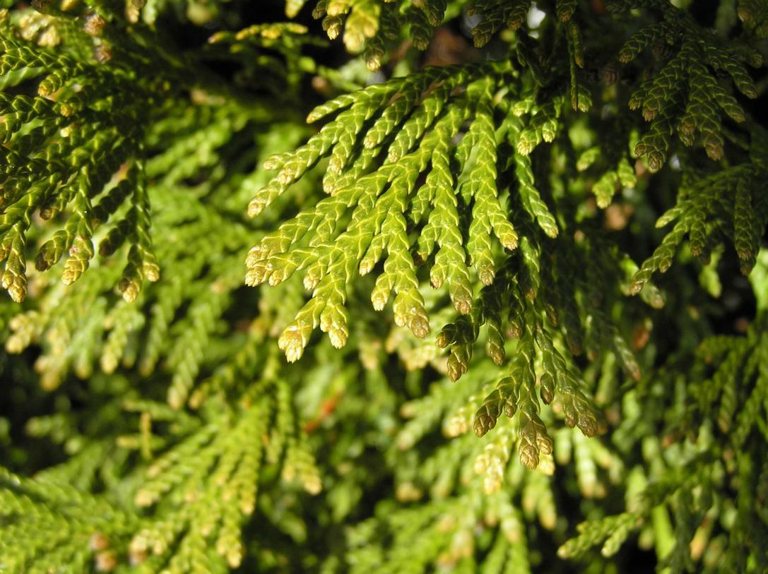 Eastern Arborvitae Bud