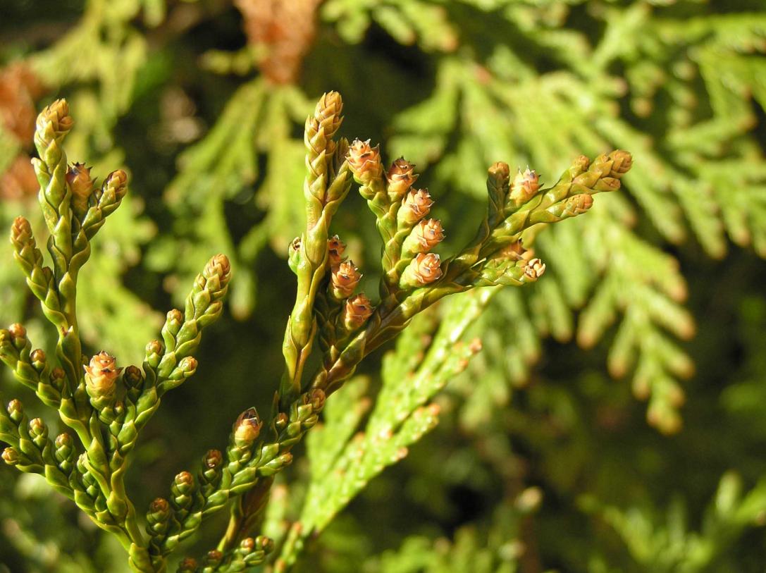 Eastern Arborvitae Flower