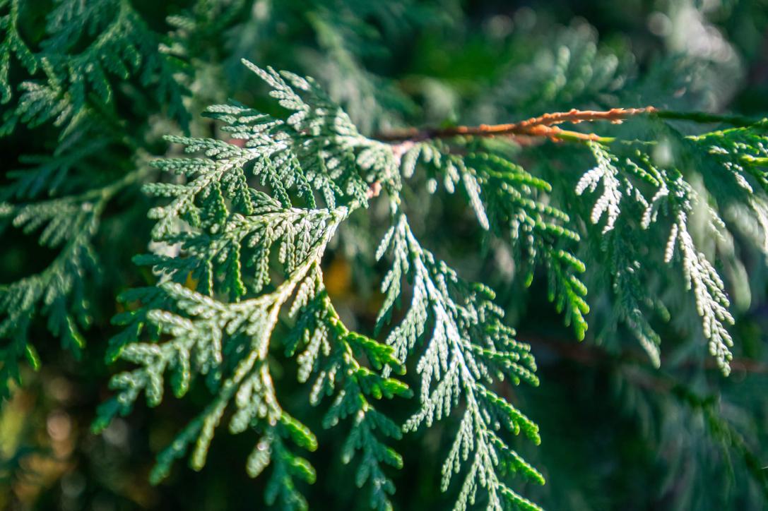 White Cedar Leaves in Summer