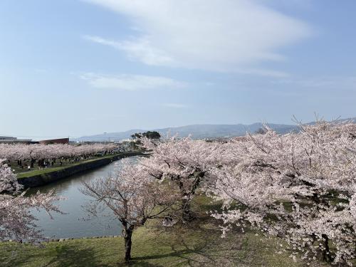 Cherry Blossoms in Japan
