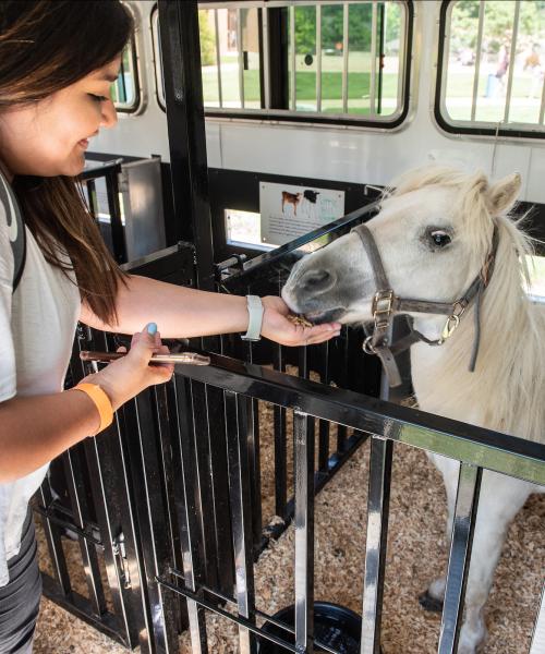 A student pets a horse.