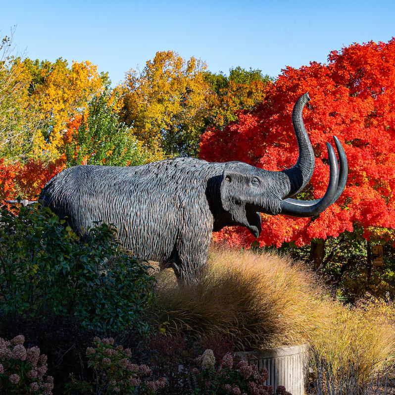 Mastodon statue in the middle of campus.