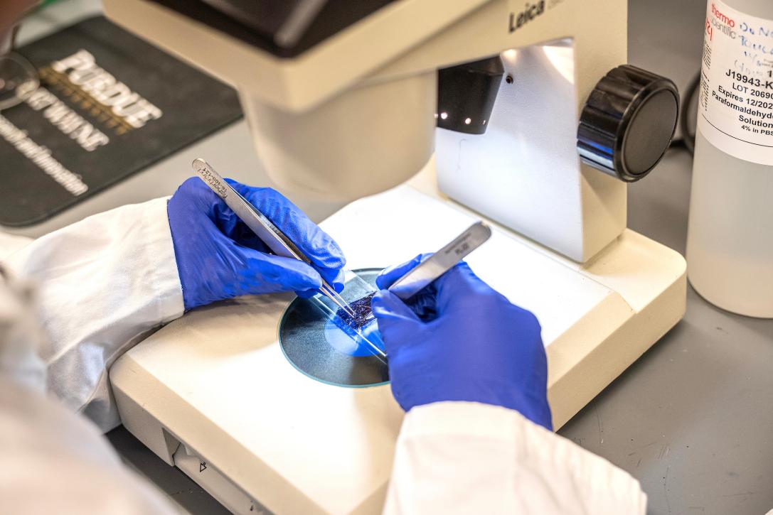 Student wearing gloves and working with a biology sample under a microscope.