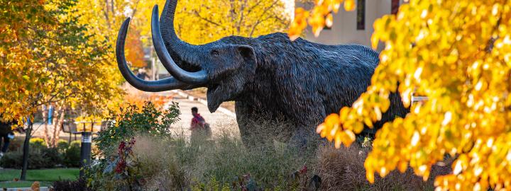 Mastodon in the fall
