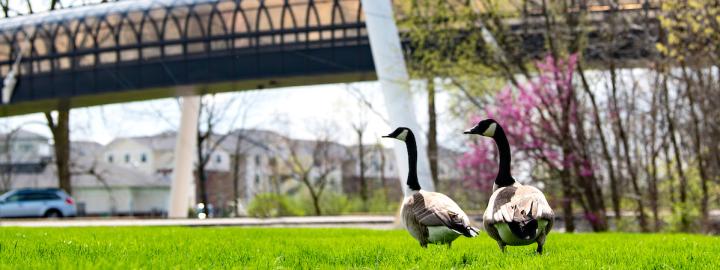 Geese walking in front of the bridge