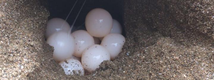 ERC research, turtle eggs.