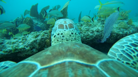 Turtle and marine life under water.