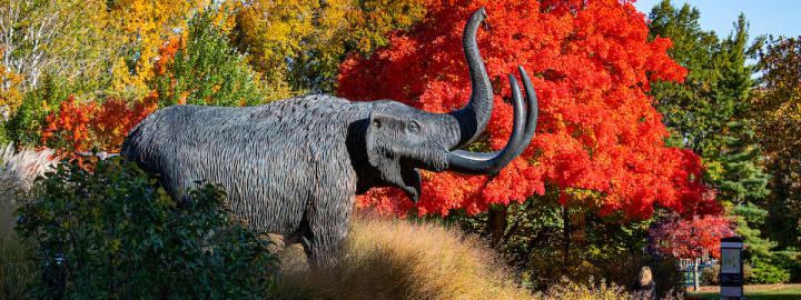 Mastodon statue in the middle of campus.