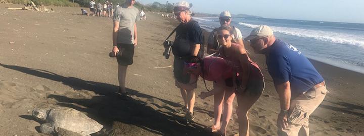 Professor Frank Paladino and students study sea turtle on the beach in Costa Rica.