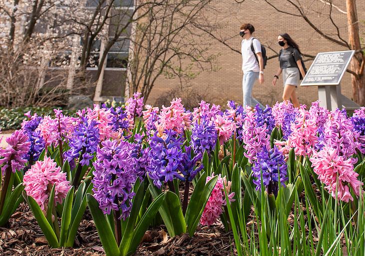 Spring Flowers