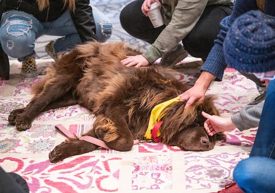 Students pet a therapy that is lying on a blanket