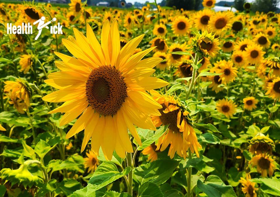 Sunflower field