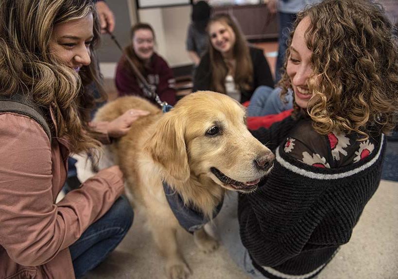 How Do Dogs Therapy Dogs