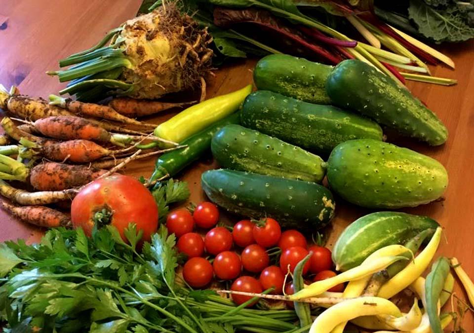Fresh Vegetables from the Garden