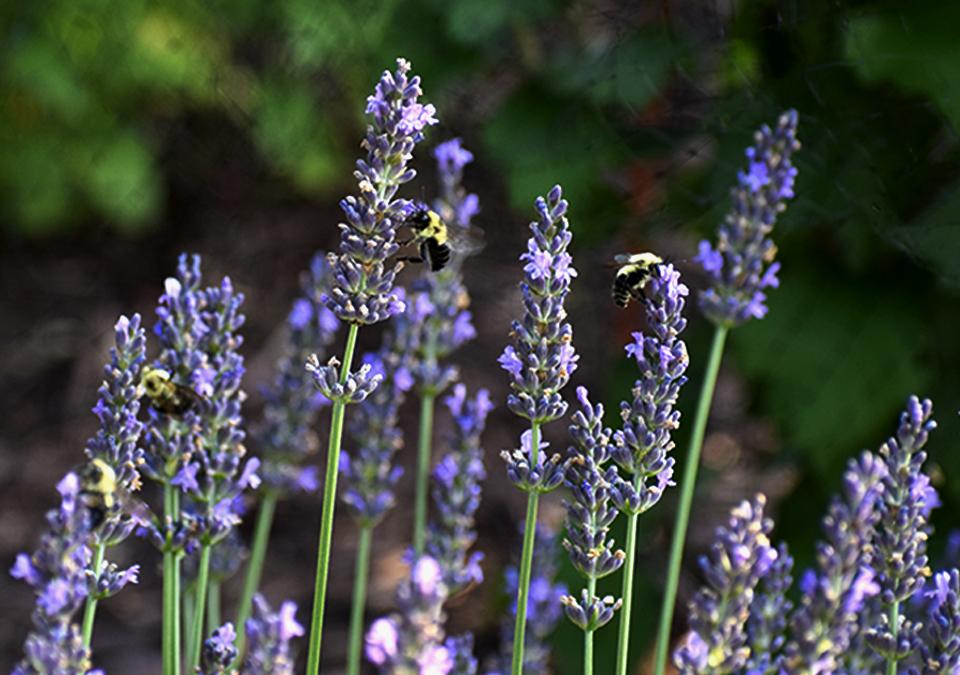 Closeup of Bees Pollinating Lavender