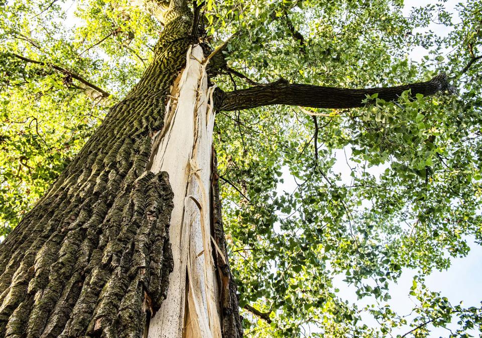 A cottonwood tree that was struck by lightning
