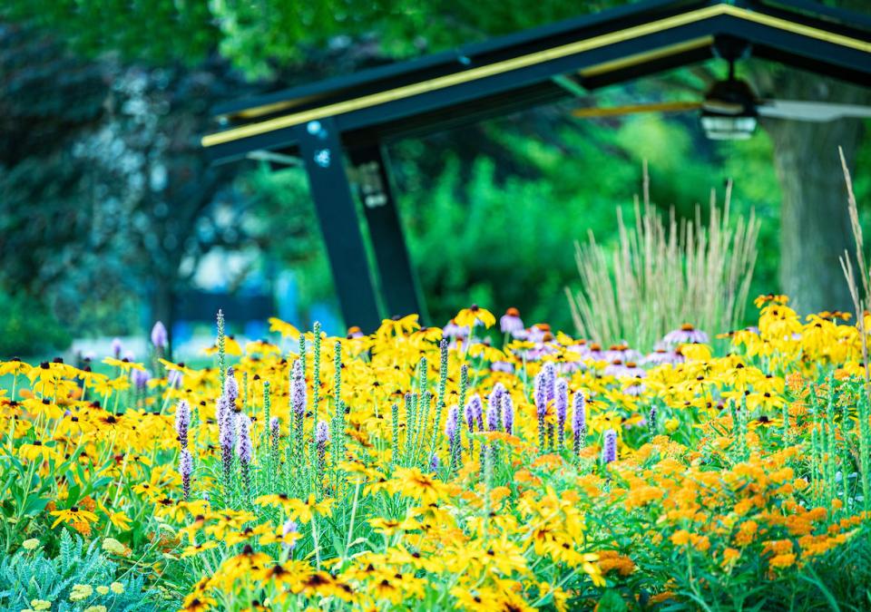 Colorful flowers on campus