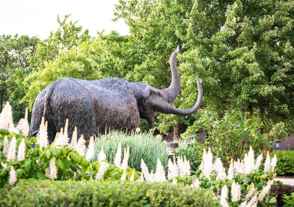 The bronze mastodon statue in Alumni Plaza
