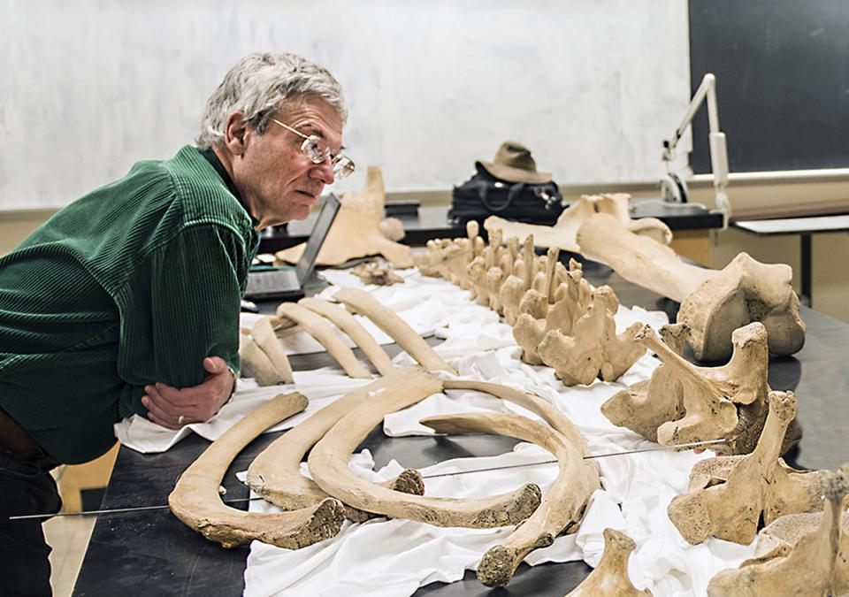 James Farlow is looking at mastodon bones