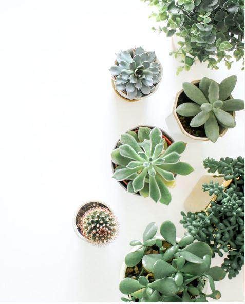 Planting