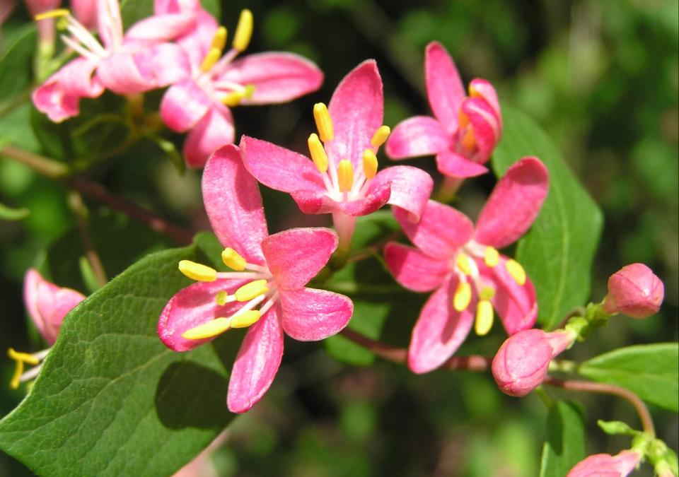Belle Honeysuckle flower