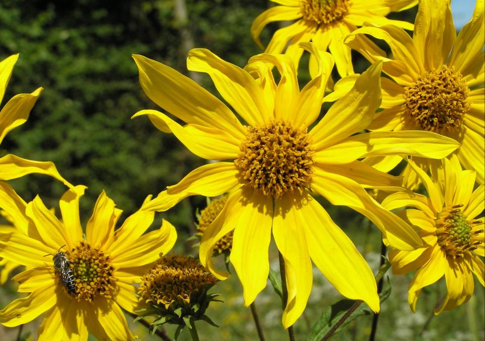 Sawtooth Sunflower flower