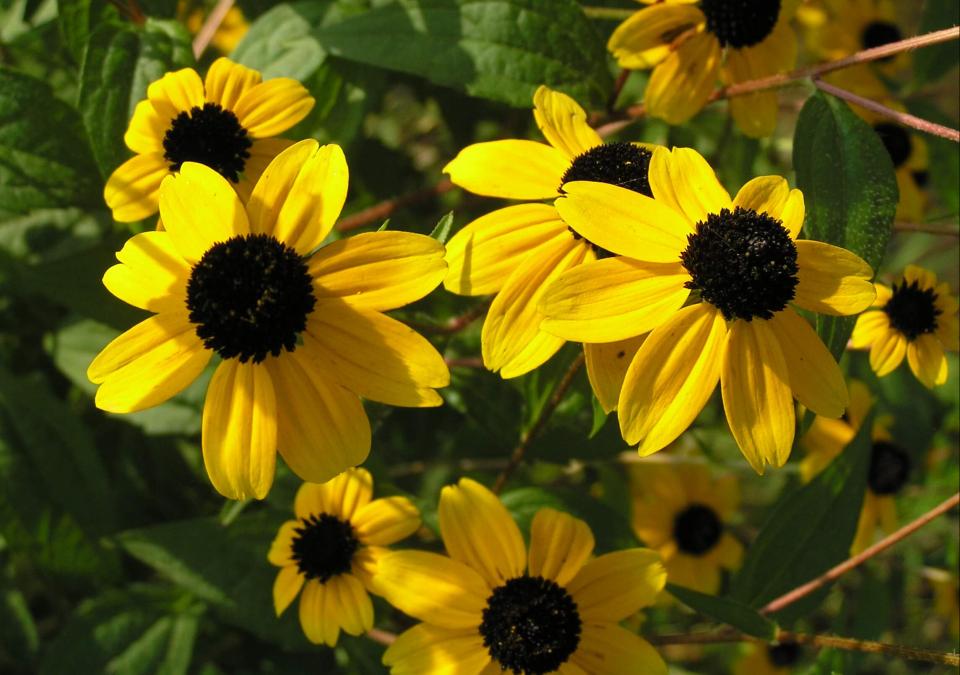 Thin Leaved Coneflower flower