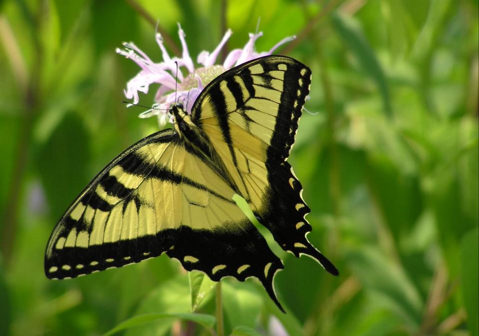 Tiger Swallowtail Butterfly