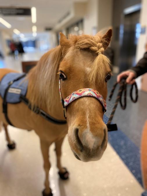 a small brown mini horse