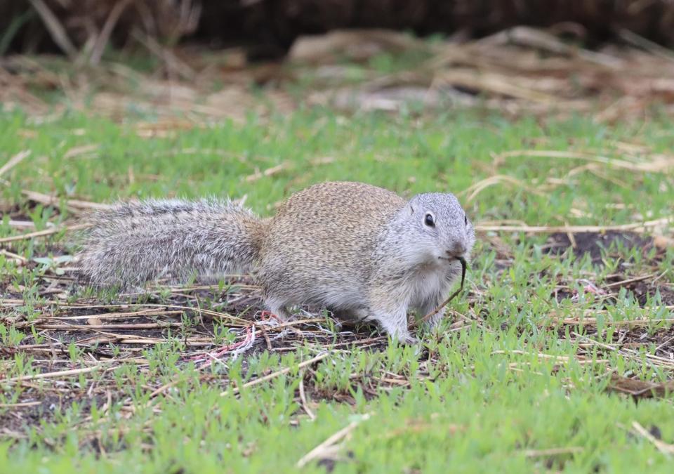 Franklin's ground squirrel