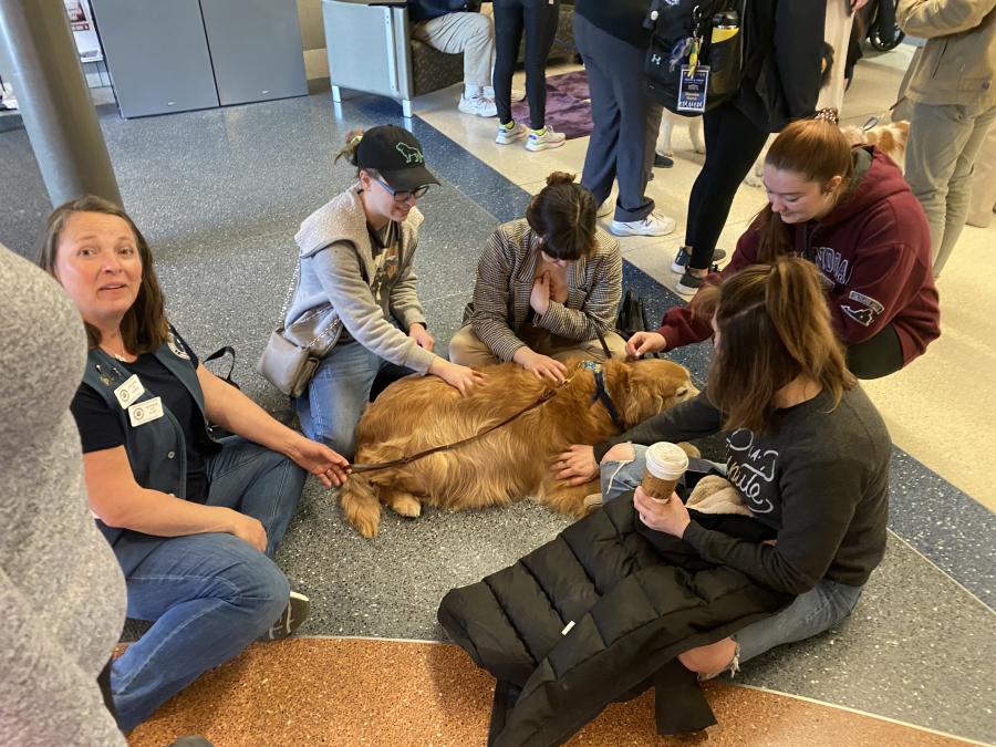 a group of students sitting around a golden dog and petting it.