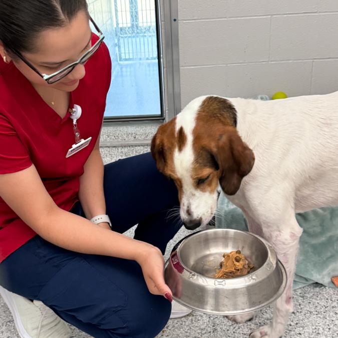 woman feeding dog at Humane Fort Wayne