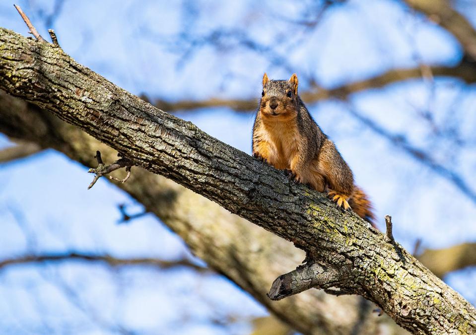 A curious squirrel perches in a tree