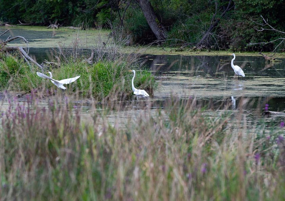 Birds in a river