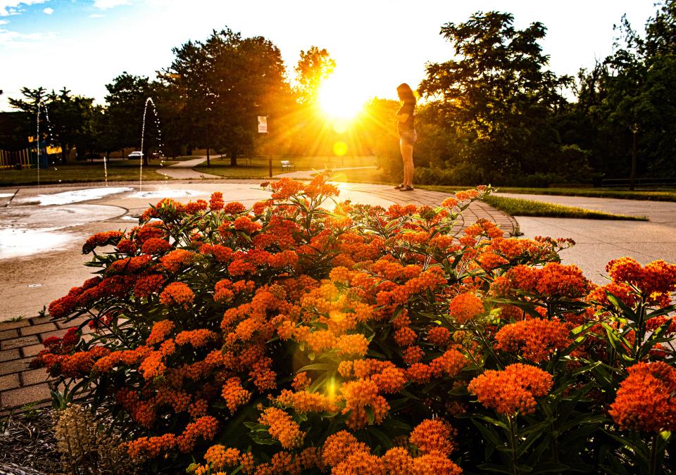 Beauty shot of the autumn flowers at the fountain at sunset.