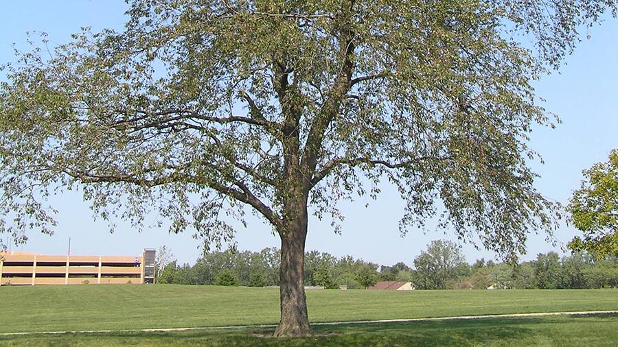 Cherry tree