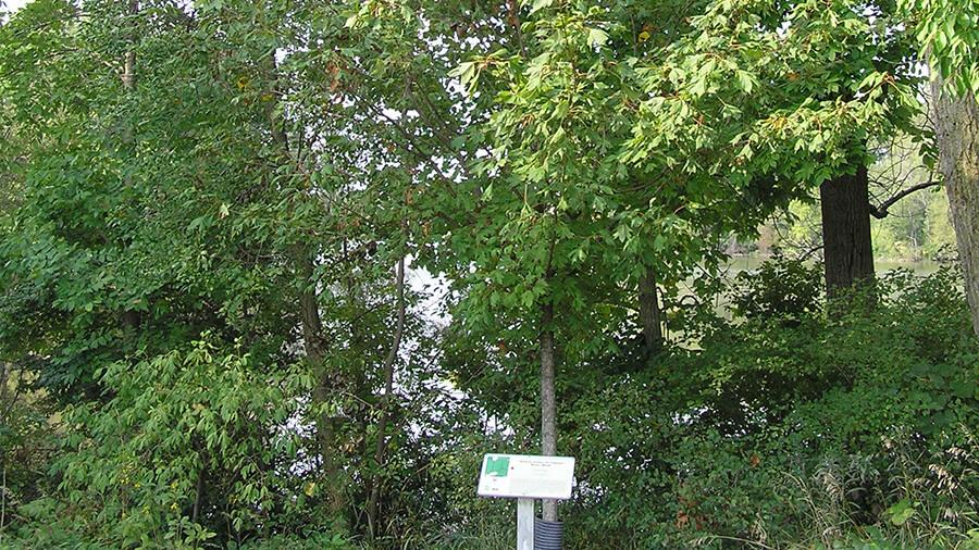 Maple tree